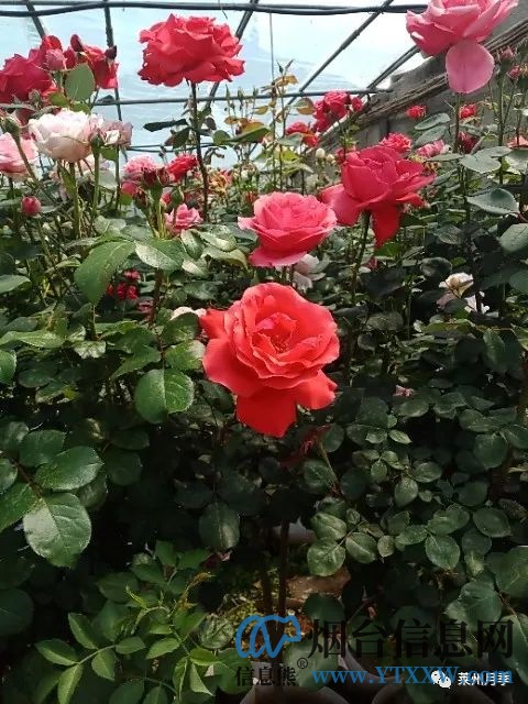 莱州月季之乡，批发零售大花月季